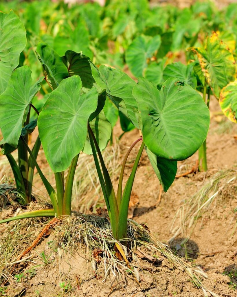 taro ocumo tubérculo